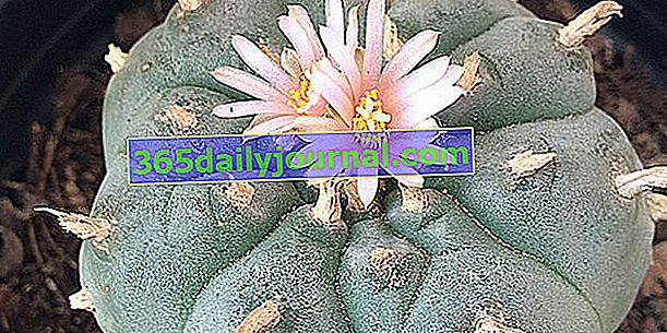 Peyote (Lophophora williamsii), halucinogenní kaktus