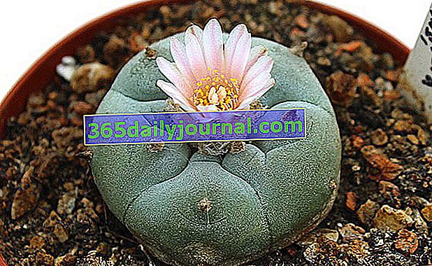 Peyote (Lophophora williamsii), un cactus alucinógeno