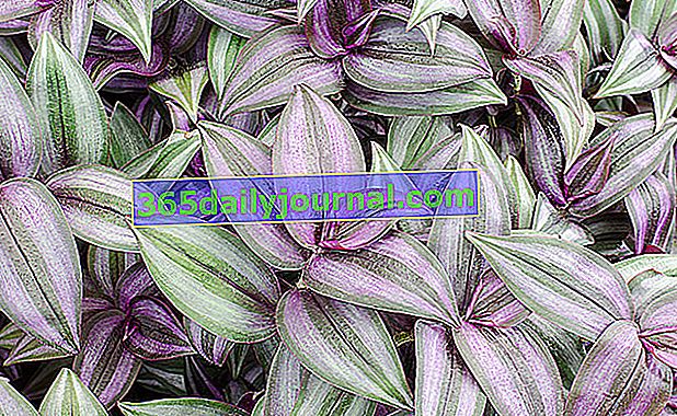 Нещастя (Tradescantia zebrina), щоб розпочати роботу з кімнатними рослинами