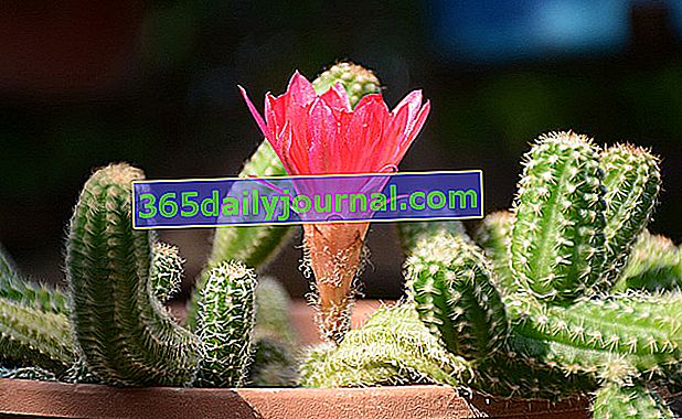 Kaktus krysího ocasu