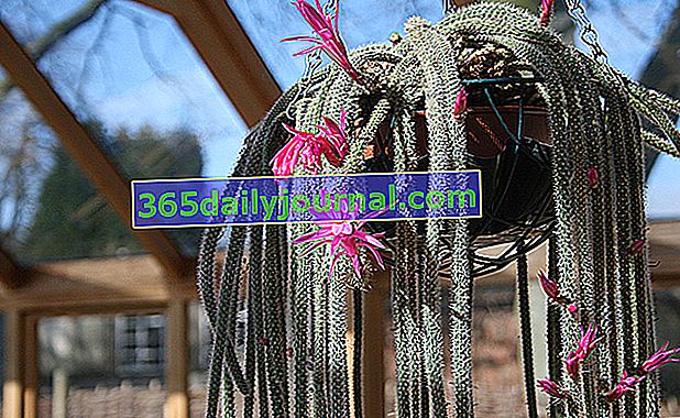 Опашка на плъх (Aporocactus flagelliformis), стайни растения в саксия