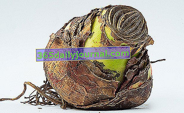 žárovka amaryllis (Hippeastrum)