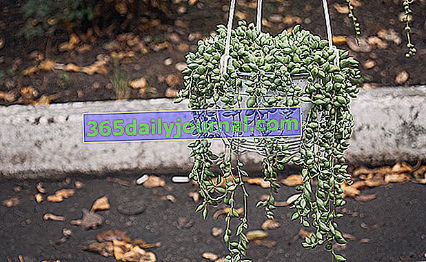 Groundsel на Rowley's (Senecio rowleyanus), растение от перлени колиета