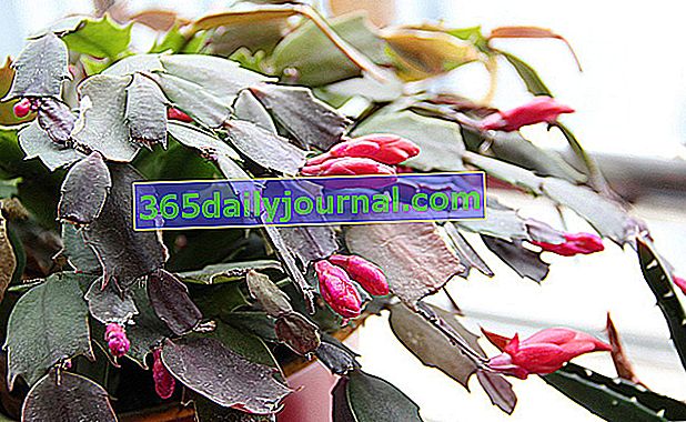 Коледен кактус (Schlumbergera), стайно растение в саксия