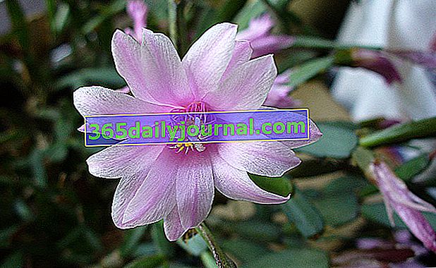 Velikonoční kaktus (Rhipsalidopsis gaertneri), odlišný od vánočního kaktusu
