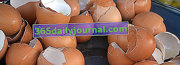 cáscaras de huevo como fertilizante para plantas verdes