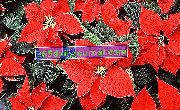 Коледна звезда Коледна звезда (Euphorbia pulcherrima)