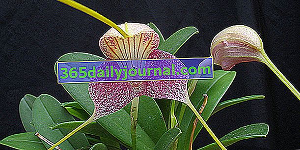Орхидея холодного климата (Masdevallia), небольшого размера