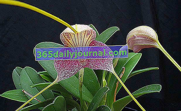 Orquídea de clima fresco (Masdevallia), de tamaño pequeño