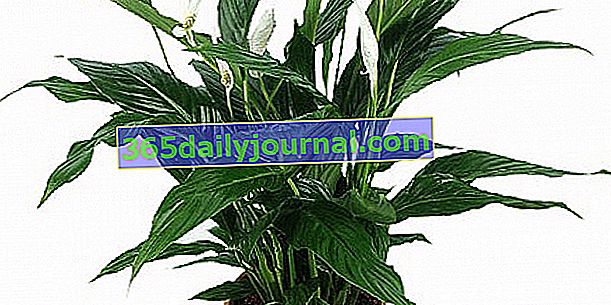 Kwiat księżyca (Spathiphyllum), fałszywy arum