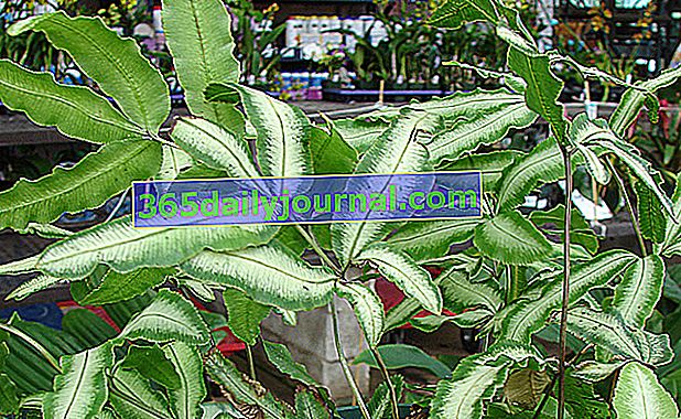 Критски Pteris (Pteris cretica), растение за баня
