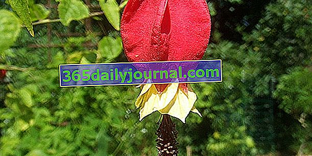 Abutilon (Abutilon megapotanicum) lub klon żywy