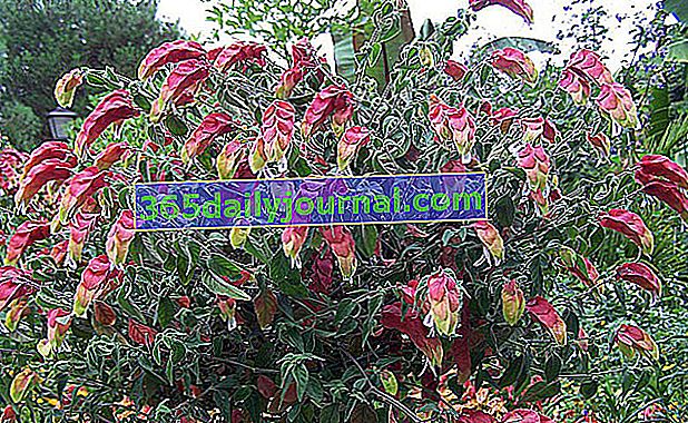 karides bitkisi (Justicia brandegeeana)