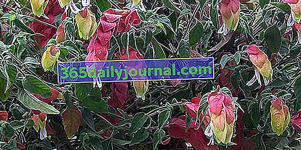 Растение от скариди (Justicia brandegeeana), цветни шипове