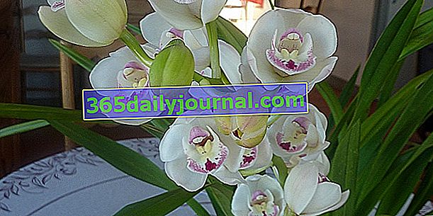 Orchidea (Cymbidium), ľahko sa pestuje