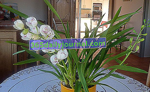 Орхидея (Цимбидиум)