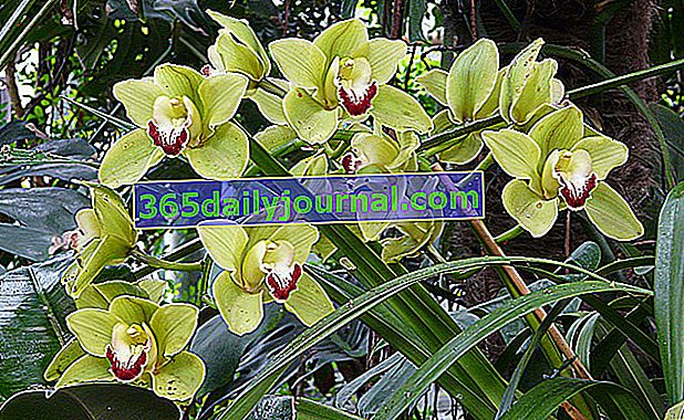 Orchidea (Cymbidium): najľahšie rastúca orchidea