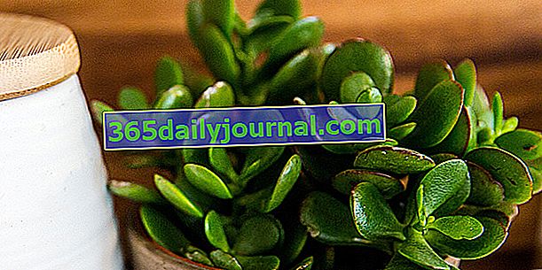 Arbre de Jade (Crassula ovata), succulente arbustive