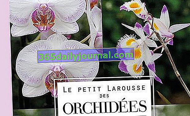 Le Petit Larousse des Orchidée autorstwa Philippe'a i Françoise Lecoufle, Colette i Dominique Barthélémy, Gérard Schmidt