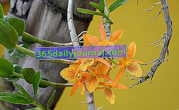 división de orquídeas simpodial