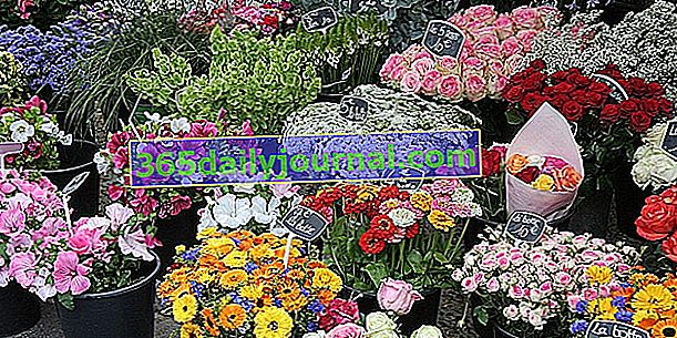 Kupnja poštene trgovine ili organskog rezanog cvijeća: je li moguće?