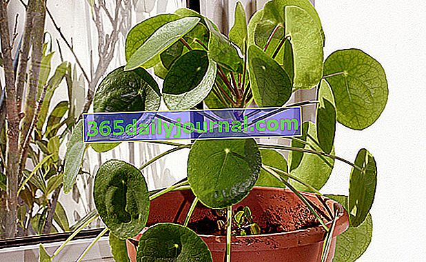 Čínská rostlina peněz (Pilea peperomioides)