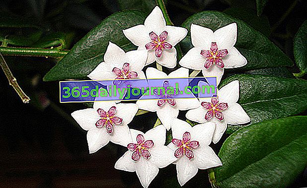Porcelánový květ (Hoya) nebo voskový květ