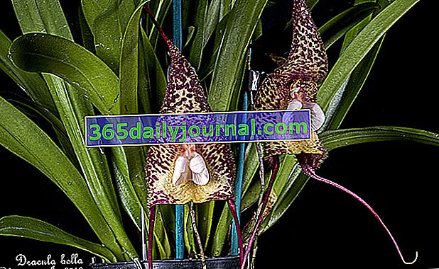 Dracula, orchidej s podivnými květy
