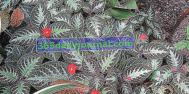 Episcia (Episcia cupreata), dekoratif bitki örtüsü ile