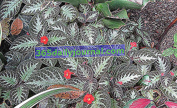 Episcia (Episcia cupreata), s ukrasnim lišćem