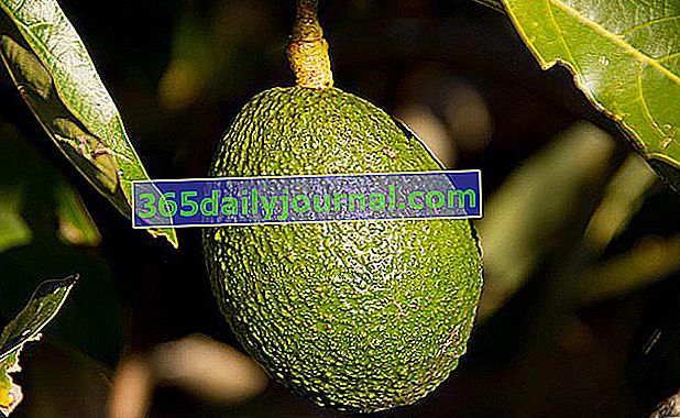 Avokado (Persea americana), maslac siromašnih