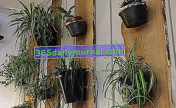 pared de plantas de interior