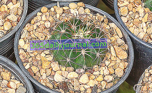 Cabeza inglesa (Melocactus intortus)