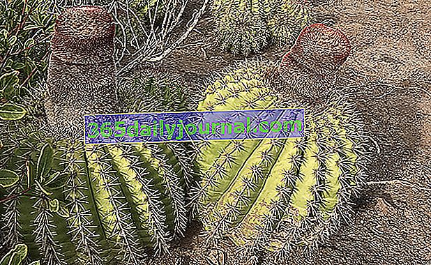 kaktus dinje (Melocactus intortus syn. Melocactus communis)