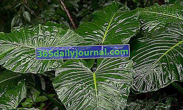Alocasia, fil kulağı bitkisi