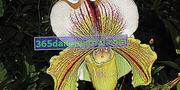 Sabot de Venus (Paphiopedilum), ľahko sa starajúca o orchideu