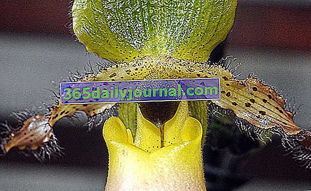 Венерино копито (Paphiopedilum)
