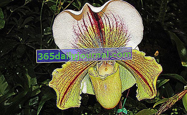 Sabot de Venus: snadno se starající o orchidej