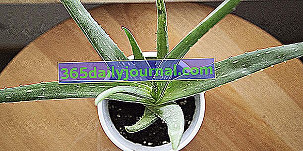 Aloe vera, kozmetické vlastnosti Aloe