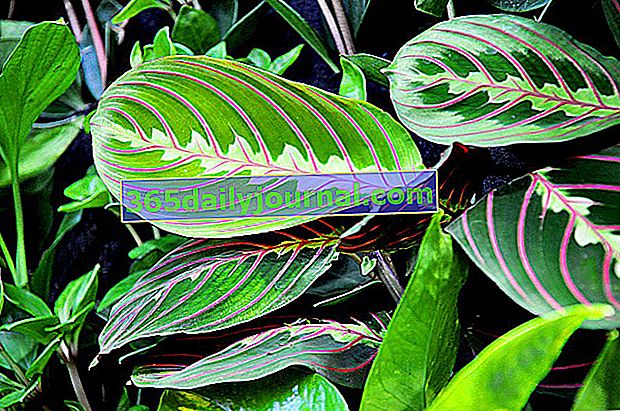 Maranta leuconeura Tricolor