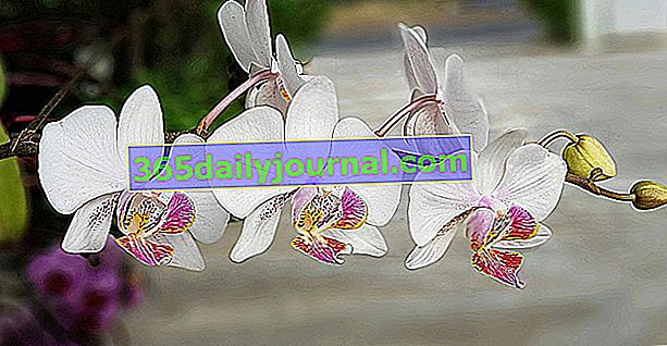 Orquídeas, planta de interior en maceta