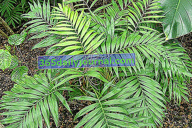 palma enana americana (Chamaedorea elegans)