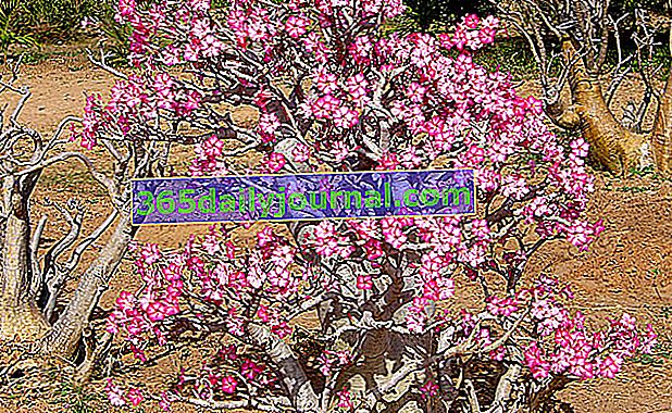 Пустинна роза (Adenium obesum) или фалшив баобаб