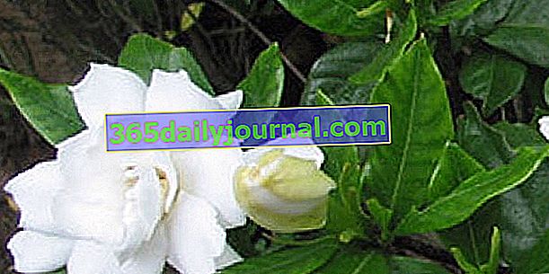 Gardenia (Gardenia jasminoide), con inmaculadas flores blancas