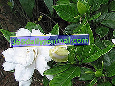 Gardenia (Gardenia jasminoide), planta de interior en maceta