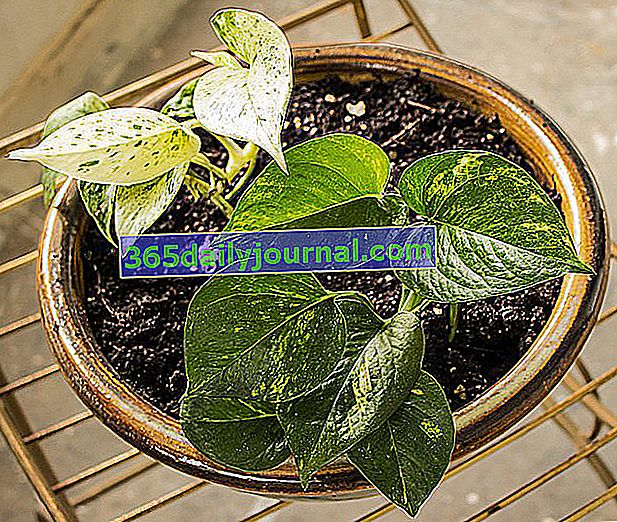 Pothos (Scindapsus aureus): закрито растение за катерене, отглеждане, грижа, поливане