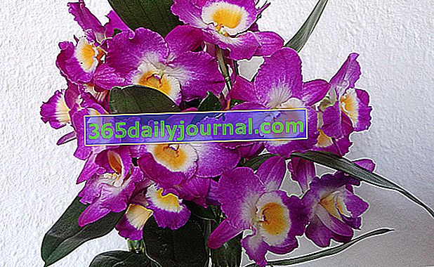 Dendrobium nobile, bambusová orchidej