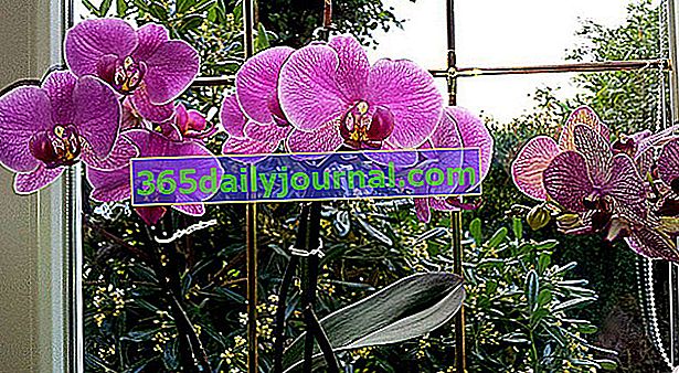 luz que necesitan las orquídeas