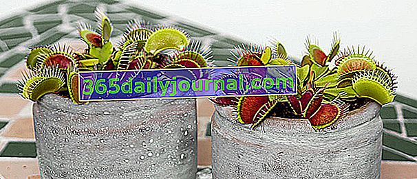 Flycatcher alebo Dionaea (Dionaea muscipula), mäsožravá rastlina