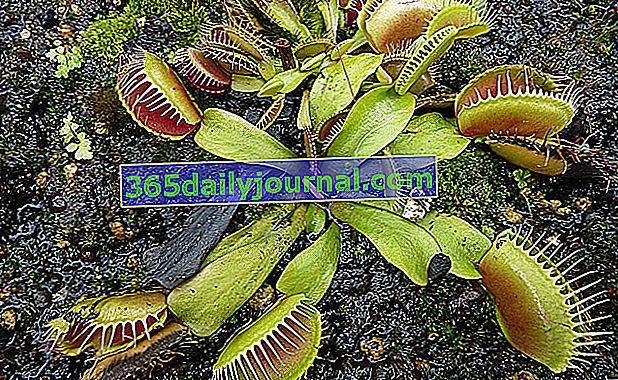 Flycatcher alebo Dionaea (Dionaea muscipula), mäsožravá rastlina